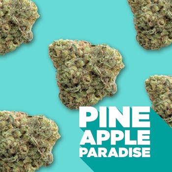 Spinach - Pineapple Paradise - Sativa 3.5g